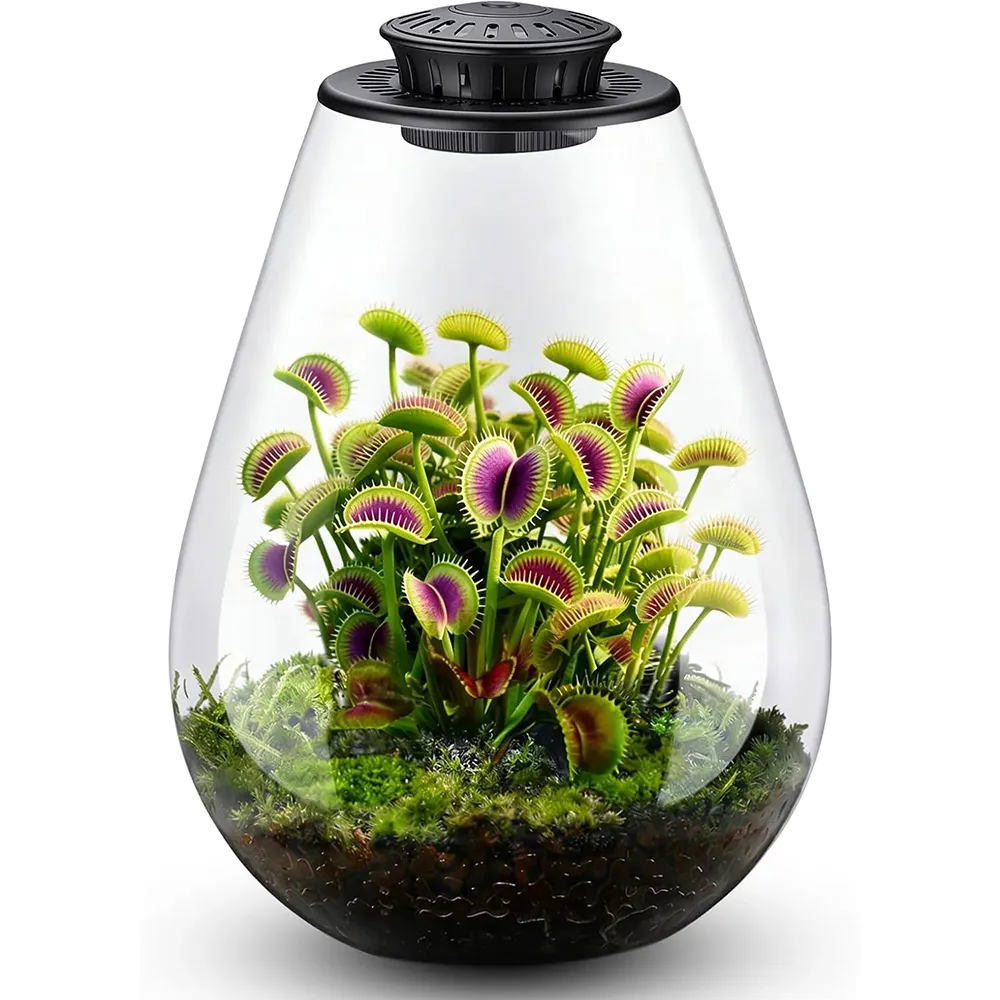 Glass Plant Terrarium