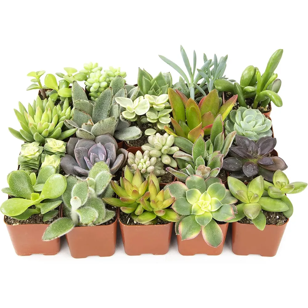 Altman Plants Live Succulents (20 Pack)