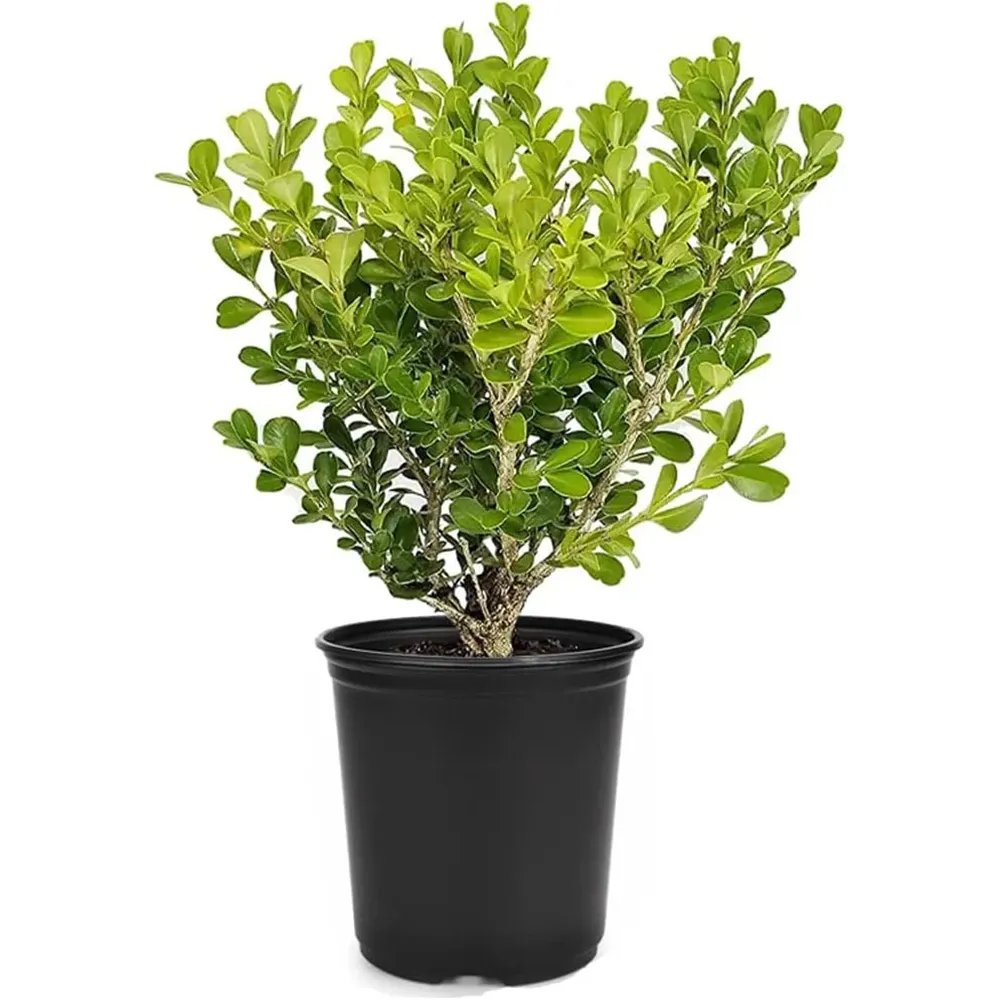 Japanese Boxwood