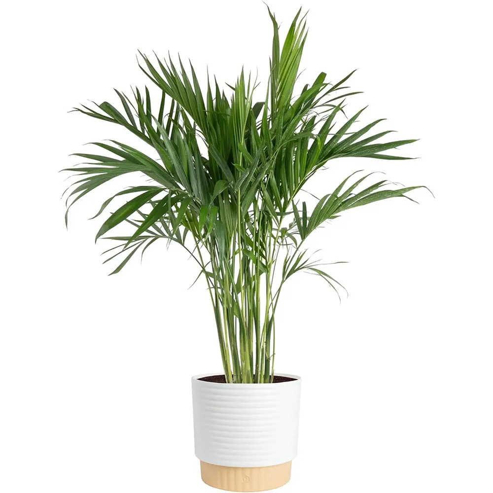 Costa Farms Cat Palm Live Plant in Decorative Pot