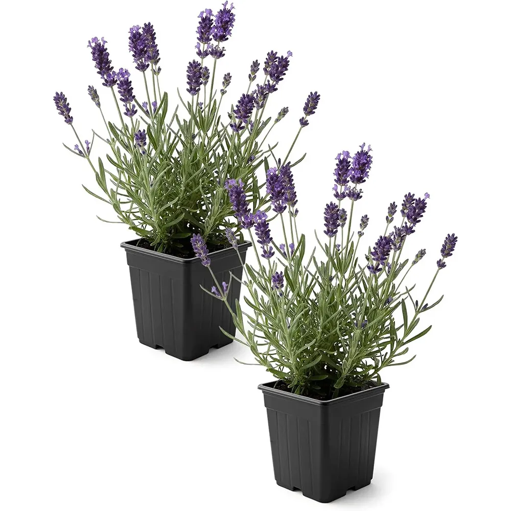 Live Lavender