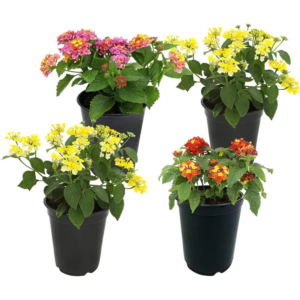 Multicolor Lantana Flowers