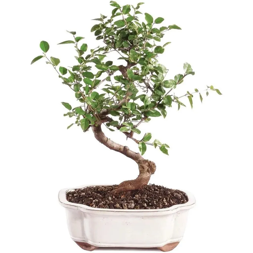 Brussel's Bonsai Live Chinese Sweet Plum