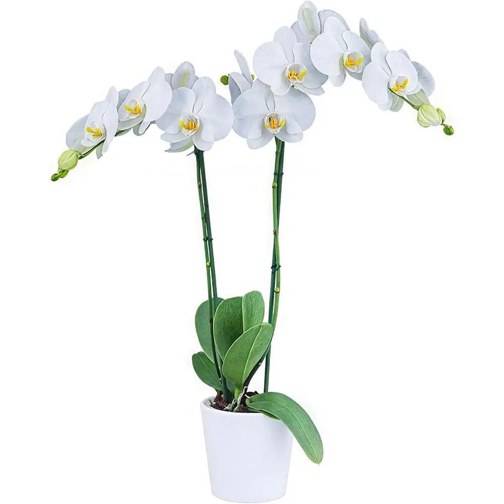 White Phalaenopsis Orchid Live Flowering Plant