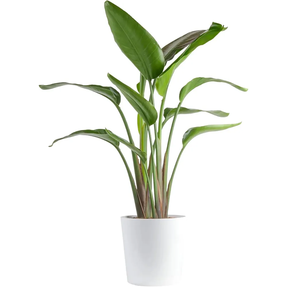 Costa Farms White Bird of Paradise