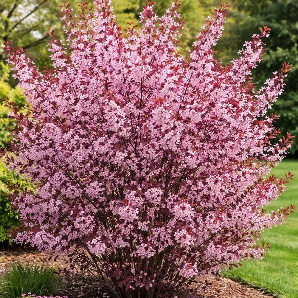 Purple Leaf Sand Cherry Live Plant