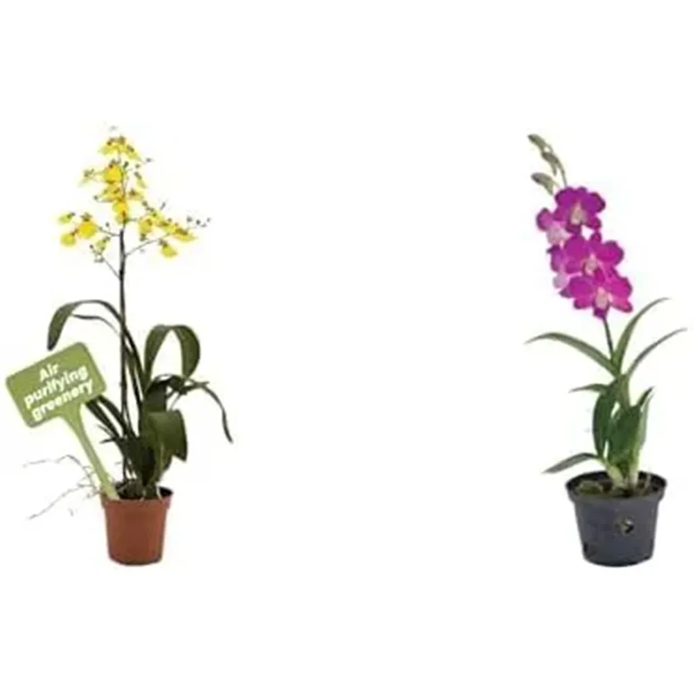 American Plant Exchange Orchid