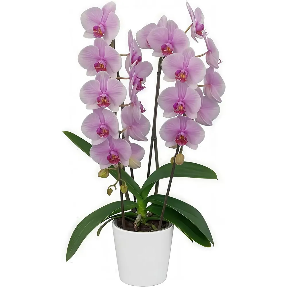 Pink Phalaenopsis Orchid Live Flowering Plant