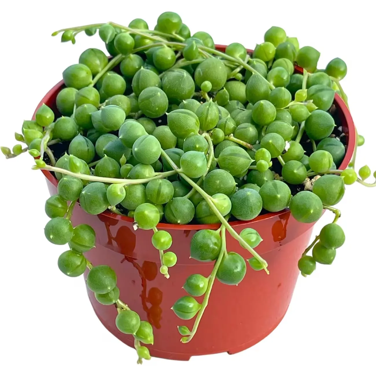 Succulents Live Potted Plant