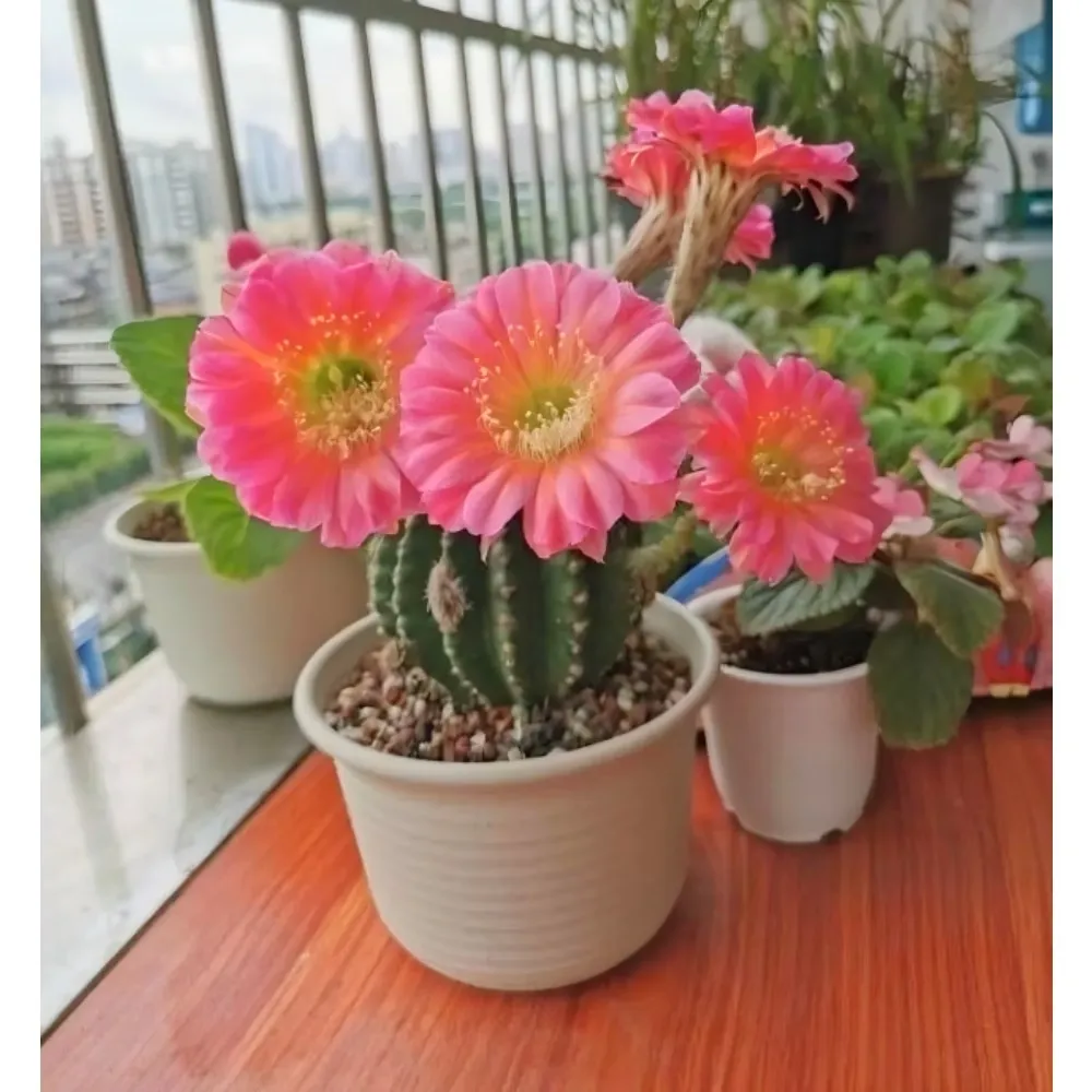 Succulent plant cactus plant