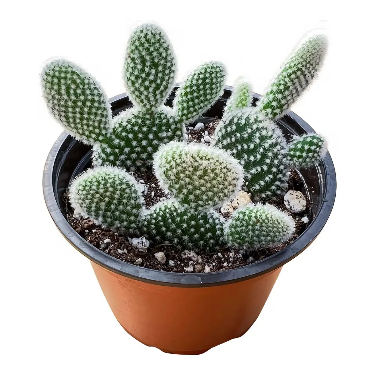 Live Succulent Plants Cactus